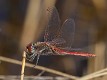 Sympetrum fonscolombii male Botswana-225981